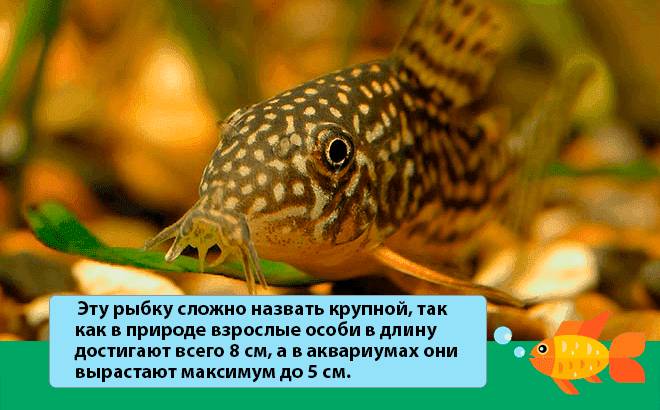 Коридорас штерба (сомик): содержание, нерест, фото, рацион, аквариум, параметры воды
