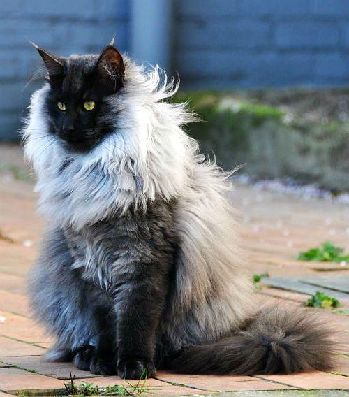 Кошка с кисточками на ушах: название породы