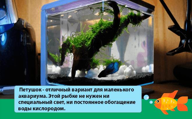 Маленький аквариум (мини, небольшой, 5, 10 литров): рыбки, как ухаживать, с одной рыбкой, оформление, дизайн, растения, уход, лампа, обогреватель