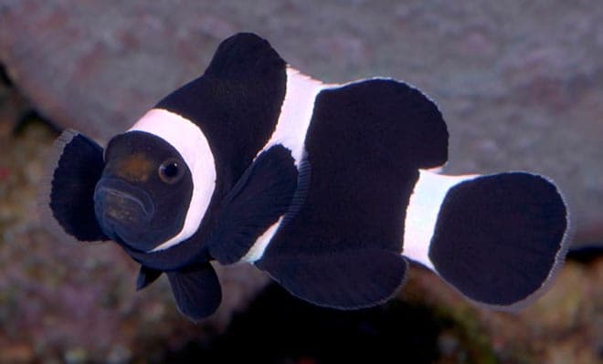 Рыба клоун в аквариуме (amphiprion percula, перкула): где живет, содержание в аквариуме, фото