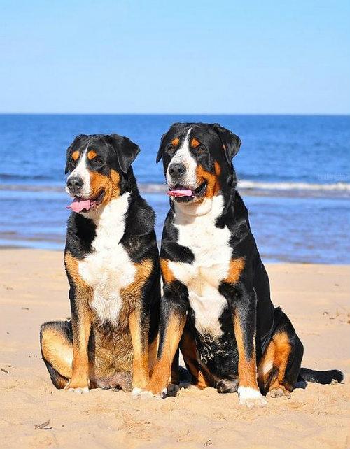 Всё о породе большой швейцарский зенненхунд: описание, стандарты, особенности содержания Всё о породе большой швейцарский зенненхунд: описание, стандарты, особенности содержания