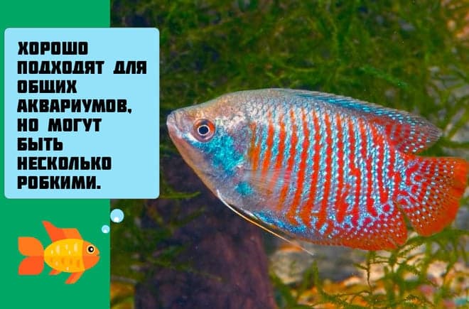 Гурами жемчужный (перламутровый): содержание, уход, совместимость с другими рыбками, отличия самца и самки, разведение в домашних условиях, нерест, параметры воды, внешний вид, кормление, болезни
