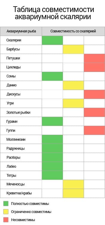 Cкалярии совместимость с другими рыбками (с кем уживаются и живут в одном аквариуме, можно содержать аквариумную рыбку, кого подселить) с таблицей: неоны, барбусы, гуппи, золотые рыбки, гурами, креветки, данио, петушки, сомы, боции, моллинезии, пецилии, радужницы, расборы, лабео, тетры, меченосцы, цихлиды