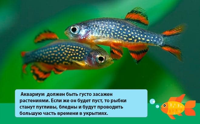 Микрорасбора галактика (расбора, danio margaritatus): содержание, разведение рыбки, совместимость, размножение, фото