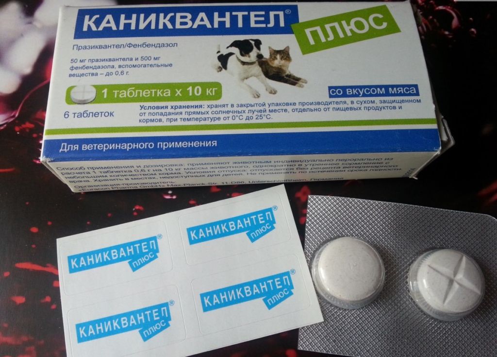 Каниквантел плюс для собак: инструкция по применению и аналоги Каниквантел плюс для собак: инструкция по применению и аналоги