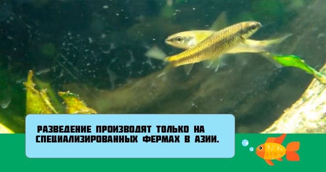 Сиамский водорослеед в аквариуме (сомик sae): содержание, разведение (размножение), путаница с рыбкой летающая лисичка, совместимость, уход, описание, продолжительность жизни, поведение, параметыр воды, грунт, растения, кормление, половые различия, болезни, отзывы, цены