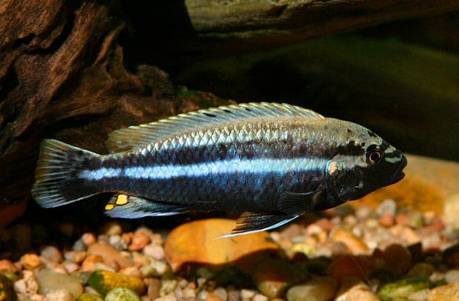 Меланохромис ауратус (золотой попугай, melanochromis auratus): содержание цихлиды, фото, разведение рыбки, совместимость, продолжительность жизни