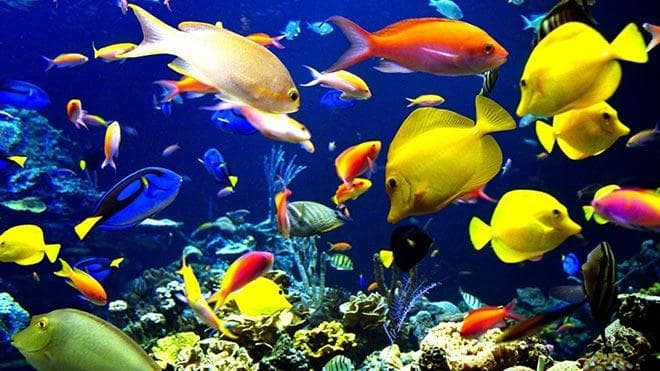 Голубой хирург (рыбка paracanthurus hepatus): виды (белогрудый или leucosternon, lineatus, triostegus, японский, pyroferus), содержание, кормление, совместимость