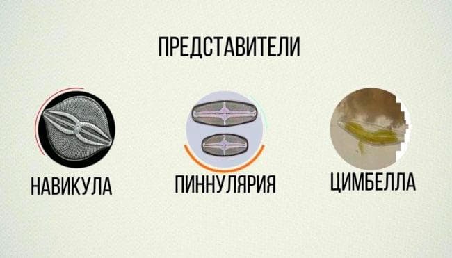 Бурые водоросли (диатомовые, коричневые) в аквариуме: как бороться (избавиться) с налетом, почему появляется, причины
