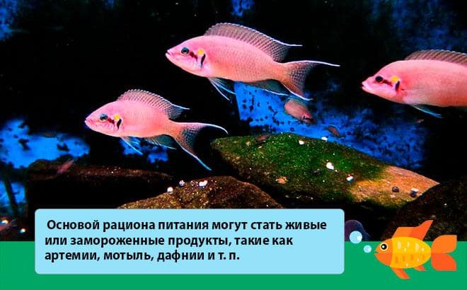 Принцесса Бурунди (рыбка цихлида): содержание, совместимость, фото, параметры воды, кормление, размножение