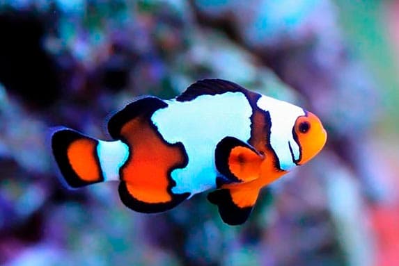 Рыба клоун в аквариуме (amphiprion percula, перкула): где живет, содержание в аквариуме, фото