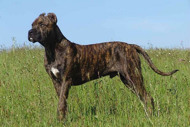 Все разновидности собак породы дог – американский, аланский, московский и другие