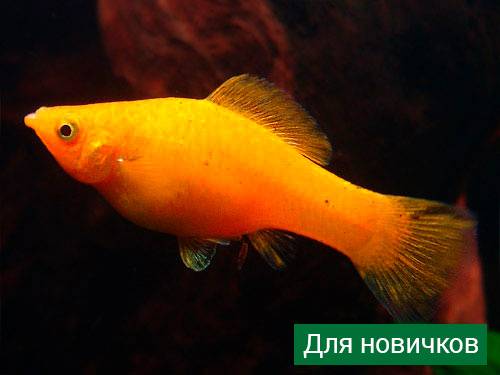 Аквариумные рыбки: названия самых популярных комнатных видов по алфавиту для аквариума, каталог, описание для новичков