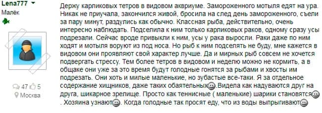 Тетрадон карликовый желтый (рыбка): содержание, совместимость, питание, виды, уход, размножение, продолжительность жизни, фото