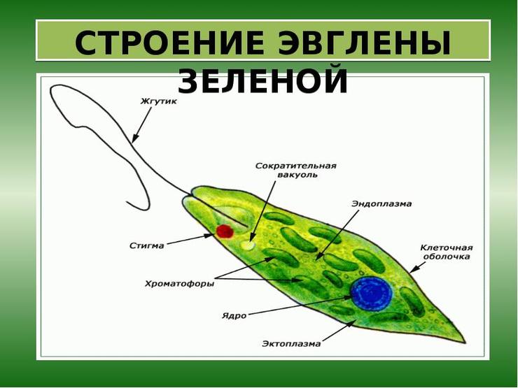 Эвглена зеленая (euglena): строение и среда обитания, образ жизни и способ размножения