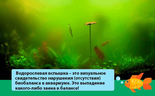 Водоросли в аквариуме: список названий (какие бывают), борьба в аквариуме, как выглядят, фото, виды, если появились волосы как избавиться