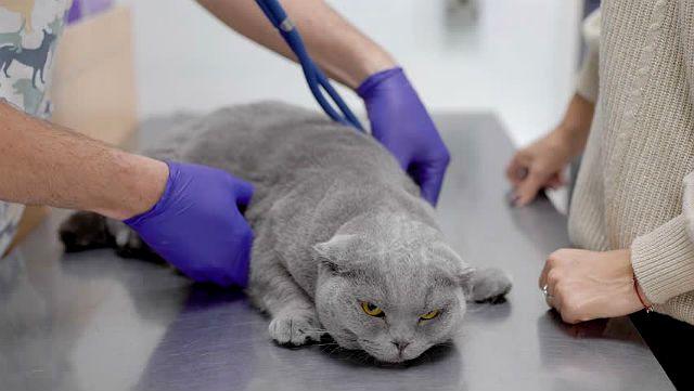 В каком возрасте кастрируют котов британцев - во сколько месяцев можно сделать операцию