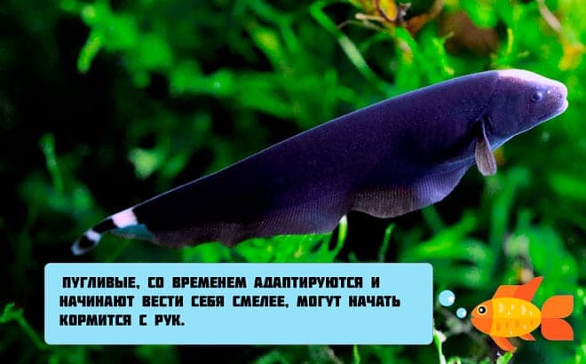 Черный нож рыба (аптеронотус, черный принц): содержание аквариумной рыбки, фото, совместимость, описание, уход, кормление, продолжительность жизни, разведение (размножение), отличия самки от самца, развитие мальков, болезни, отзывы, вода, аквариум, растительность, освещение, виды (индийский, стеклянный или зеленый, коричневый, глазчатый, африканский), советы, цена
