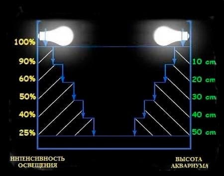Освещение для аквариума (аквариумный свет): время работы, какой лучше, сколько света, как подобрать, расположение подсветки