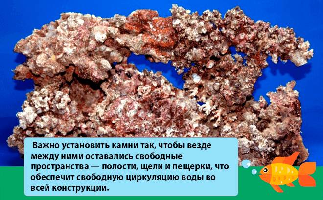 Морской аквариум в домашних условиях: с чего начать, оборудование, запуск, уход, содержание, виды, рыбки, растения, кораллы, самп