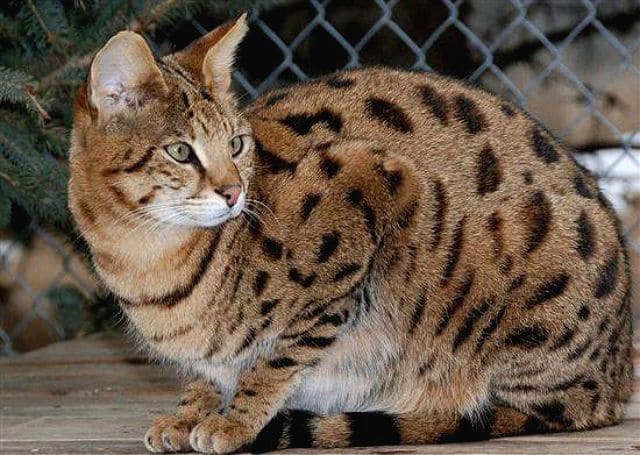 Кошка сафари: описание породы и особенности характера