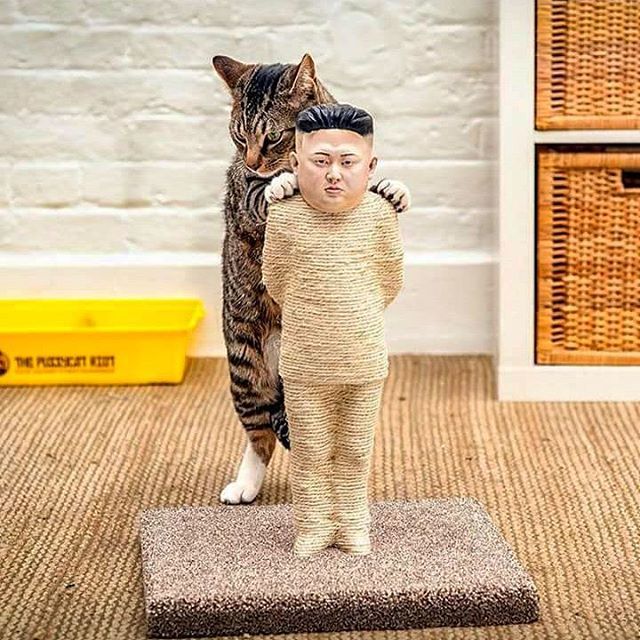 Какую когтеточку выбрать для кошки. Какая когтеточка лучше, цены