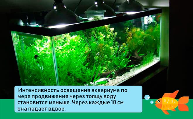 Рыба клоун в аквариуме (amphiprion percula, перкула): где живет, содержание в аквариуме, фото