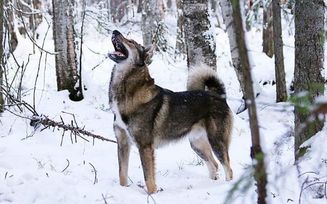 Натаска лайки: методы эффективной дрессировки  и воспитания