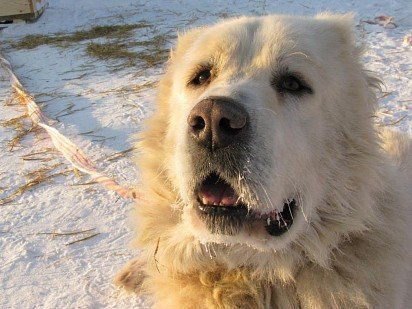 Алабай — описание породы собаки от А до Я