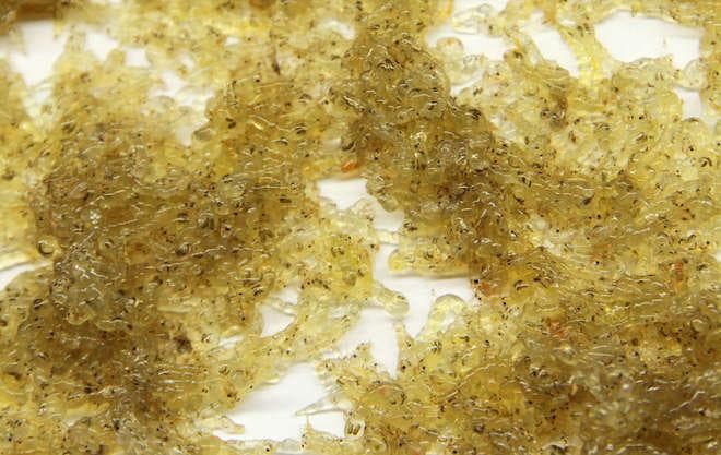 Гурами золотой (желтый, солнечный, лимонный): самка и самец, содержание, уход, кормление, совместимость