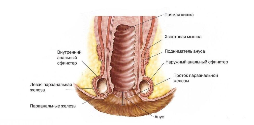 Параанальные железы у собак: чистка, лечение воспаления, удаление