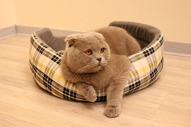 Новорожденные вислоухие котята: как отличить шотландца от обычного
