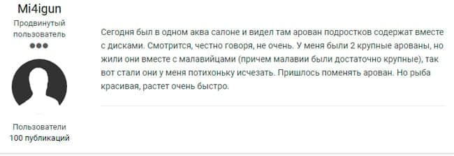 Арована рыба (аквариумный дракон): содержание, уход, виды (серебряная), кормление, совместимость, размножение, нерест