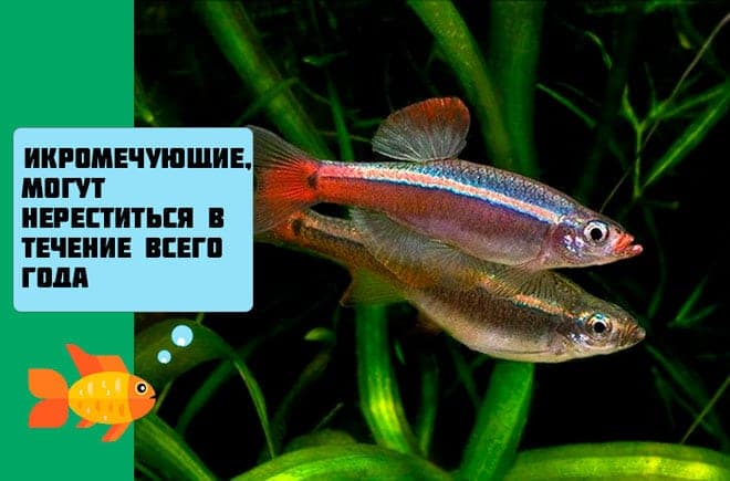 Кардинал (аквариумная рыбка): содержание, совместимость, размножение, нерест, разведение, продолжительность жизни, виды, параметры воды, кормление, половые различия, нерест, мальки, болезни, отзывы, цена