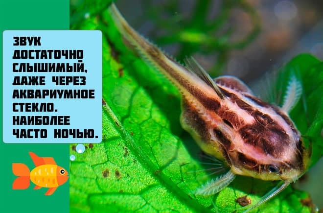 Платидорас полосатый (поющий сом): содержание, уход, размножение, совместимость, фото, кормление, половые различия, болезни, отзывы, цена