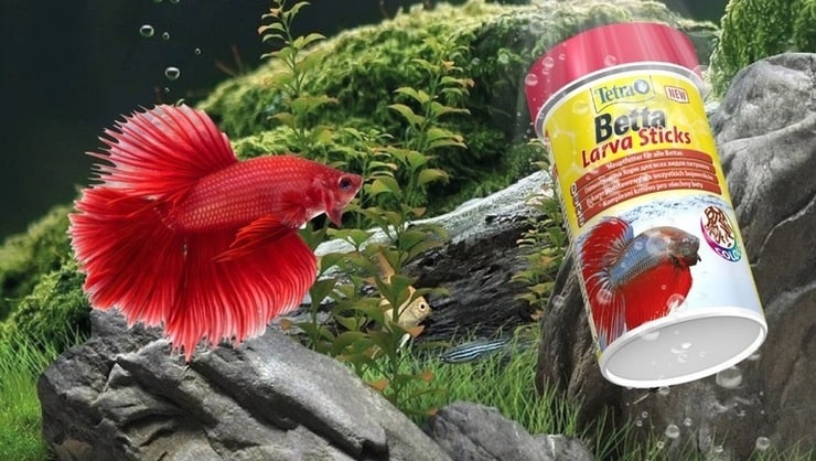 Рыбка петушок: как кормить сухим кормом, как часто вносить живые подкормки в аквариум Рыбка петушок: как кормить сухим кормом, как часто вносить живые подкормки в аквариум