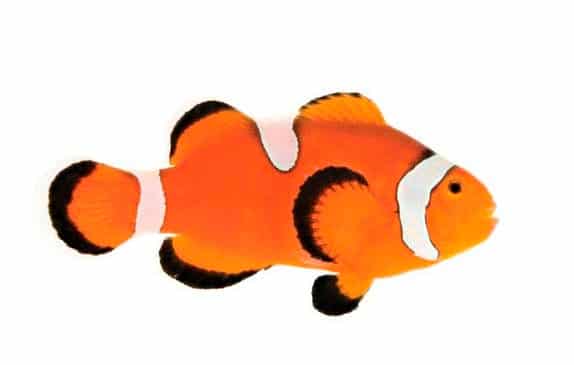 Рыба клоун в аквариуме (amphiprion percula, перкула): где живет, содержание в аквариуме, фото