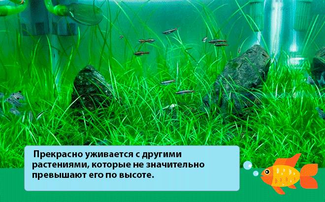 Эхинодорус нежный: виды (рубра, большой, блехера), содержание, параметры воды, посадка, питание, совместимость, разведение