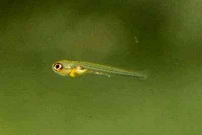 Микрорасбора галактика (расбора, danio margaritatus): содержание, разведение рыбки, совместимость, размножение, фото