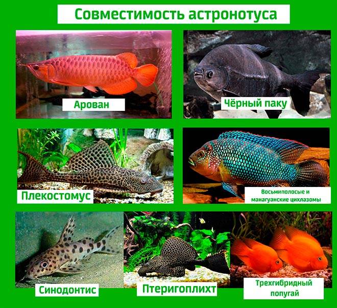 Астронотус: содержание и уход аквариумной рыбки, совместимость, кормление, описание, разведение цихлиды в аквариуме
