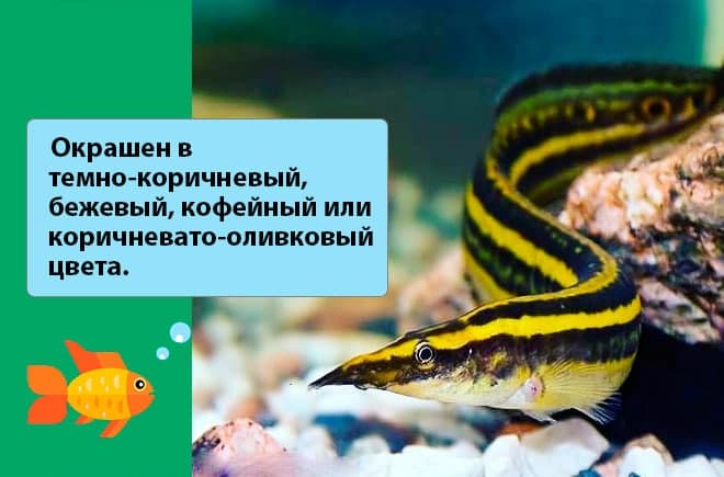 Макрогнатус глазчатый (аквариумный угорь): уход, совместимость с другими рыбками, содержание рыбки, фото, продолжительность жизни