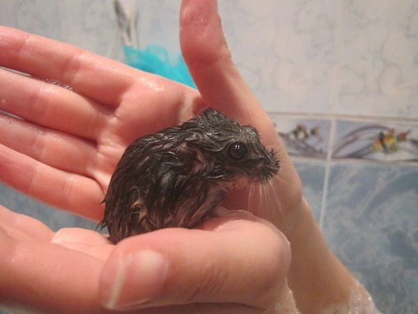 Можно ли купать хомяков, как мыть в воде в домашних условиях джунгарских и сирийских грызунов