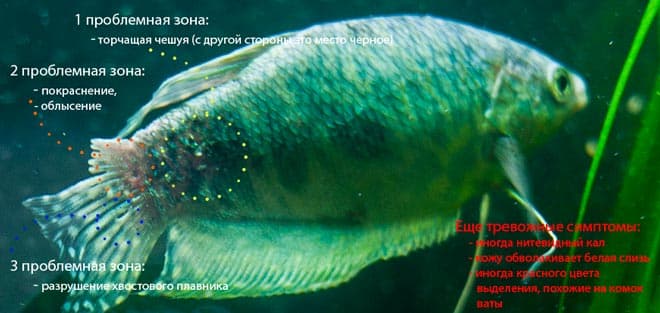 Гурами мраморный (пятнистый): содержание, размножение (разведение) в домашних условиях, отличить самку от самца, уход, продолжительность жизни аквариумной рыбки, болезни, если самец гоняет самку, нерест, совместимость, фото, отзывы, аквариум, кормление, выращивание мальков, цена, оборудование, внешний вид, характер, параметры воды, растения, грунт