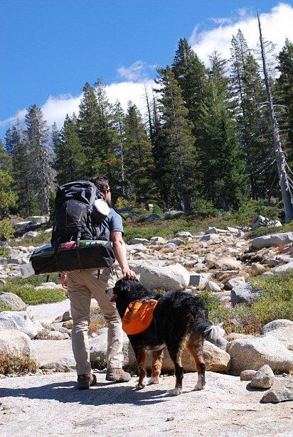 Бернский зенненхунд: все о собаке, фото, описание породы, характер, цена Бернский зенненхунд: все о собаке, фото, описание породы, характер, цена