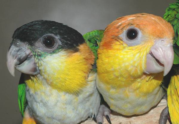 Попугай каик | Описание, внешний вид, содержание, продолжительность жизни Попугай каик | Описание, внешний вид, содержание, продолжительность жизни