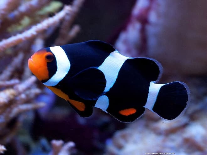 Рыба клоун в аквариуме (amphiprion percula, перкула): где живет, содержание в аквариуме, фото