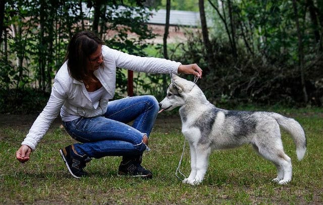 Как приучить хаски к туалету на улице: пошаговая методика и советы кинологов