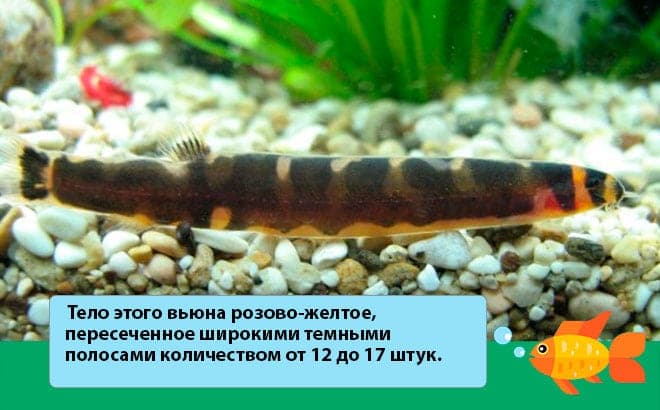 Акантофтальмус кюля (pangio kuhlii): содержание, уход, совместимость, размножение рыбки