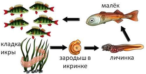 Как размножаются рыбки (разведение, спаривание аквариумных рыб): оплодотворение икры в аквариуме, способы, особенности