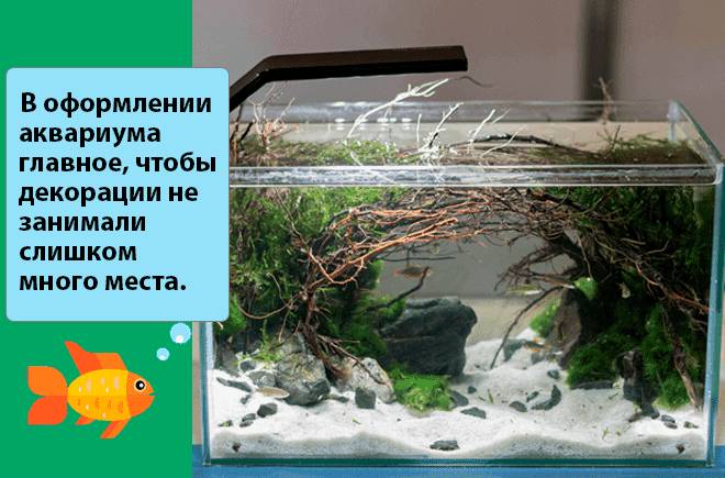 Маленький аквариум (мини, небольшой, 5, 10 литров): рыбки, как ухаживать, с одной рыбкой, оформление, дизайн, растения, уход, лампа, обогреватель